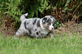 BERGER AUSTRALIEN PUPPIES 812